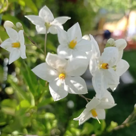 Geres E Cabreira - Romoa Vintage