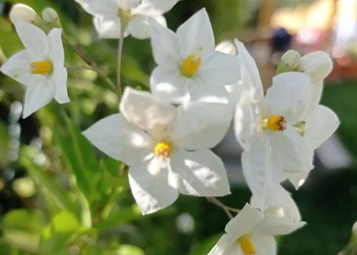 Geres E Cabreira - Romoa Vintage